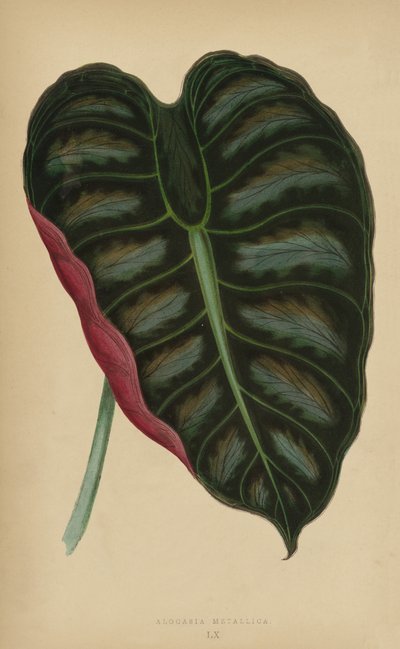 Alocasia Metallica - English School